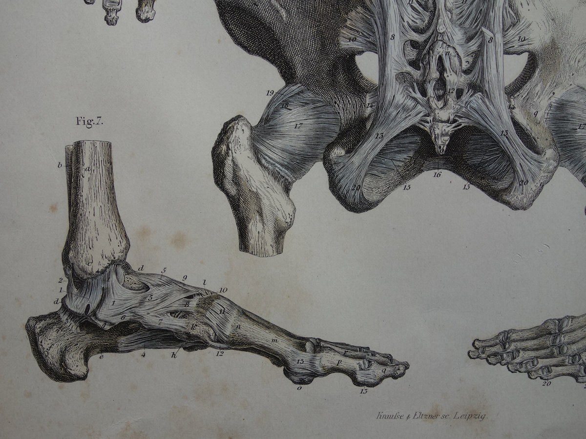 Oude anatomie print 1871 Antieke prent Nek Knie Voet Vintage anatomische illustratie Botten