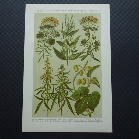 CANNABIS Oude botanische prent van Hennep Cannabis Sativa Hop planten uit 1911 originele antieke illustratie