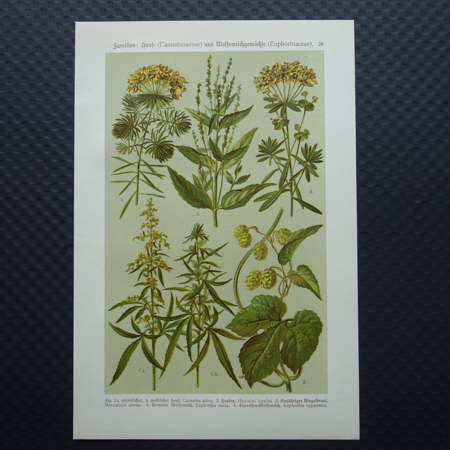 CANNABIS Oude botanische prent van Hennep Cannabis Sativa Hop planten uit 1911 originele antieke illustratie