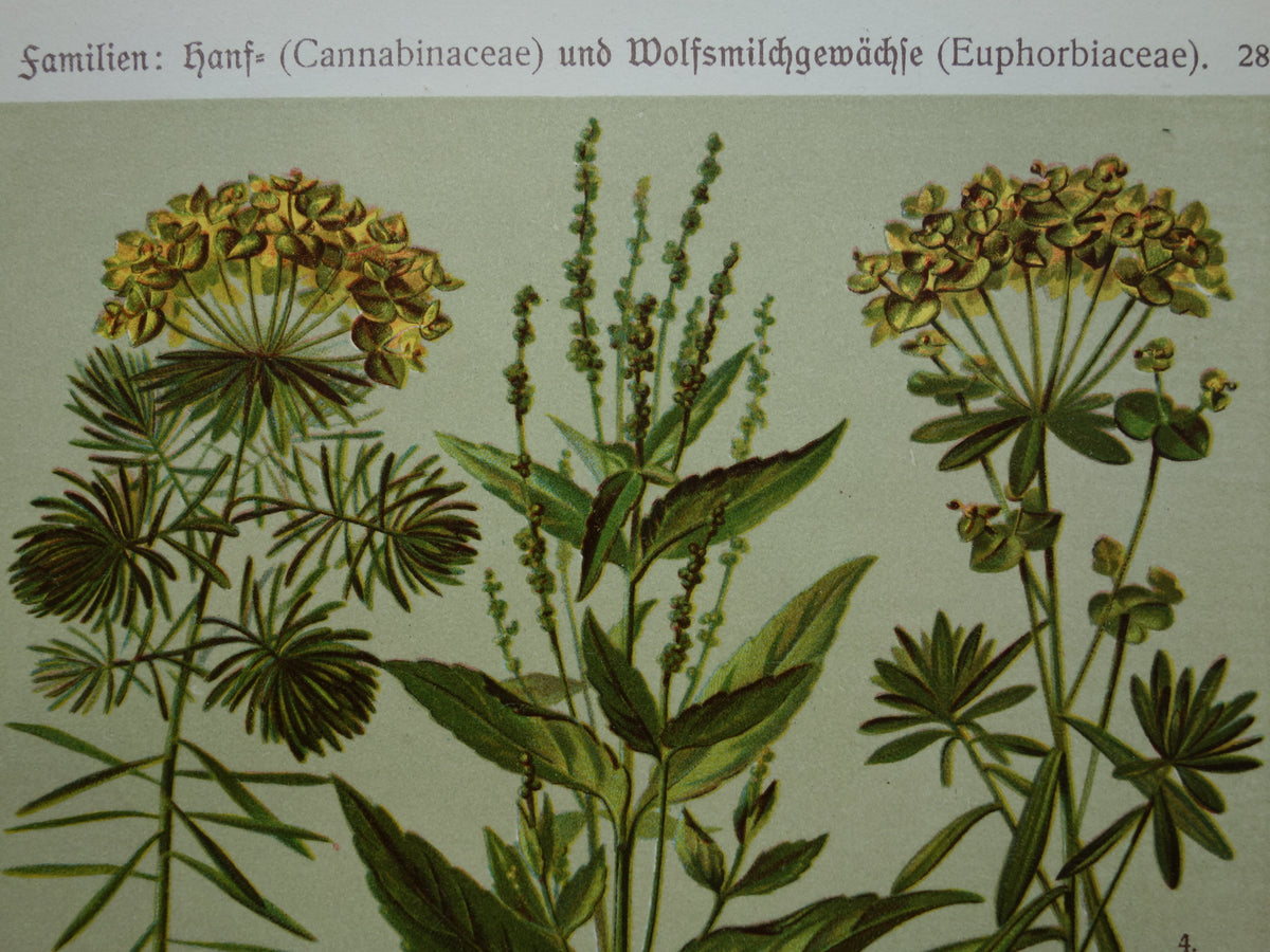 CANNABIS Oude botanische prent van Hennep Cannabis Sativa Hop planten uit 1911 originele antieke illustratie
