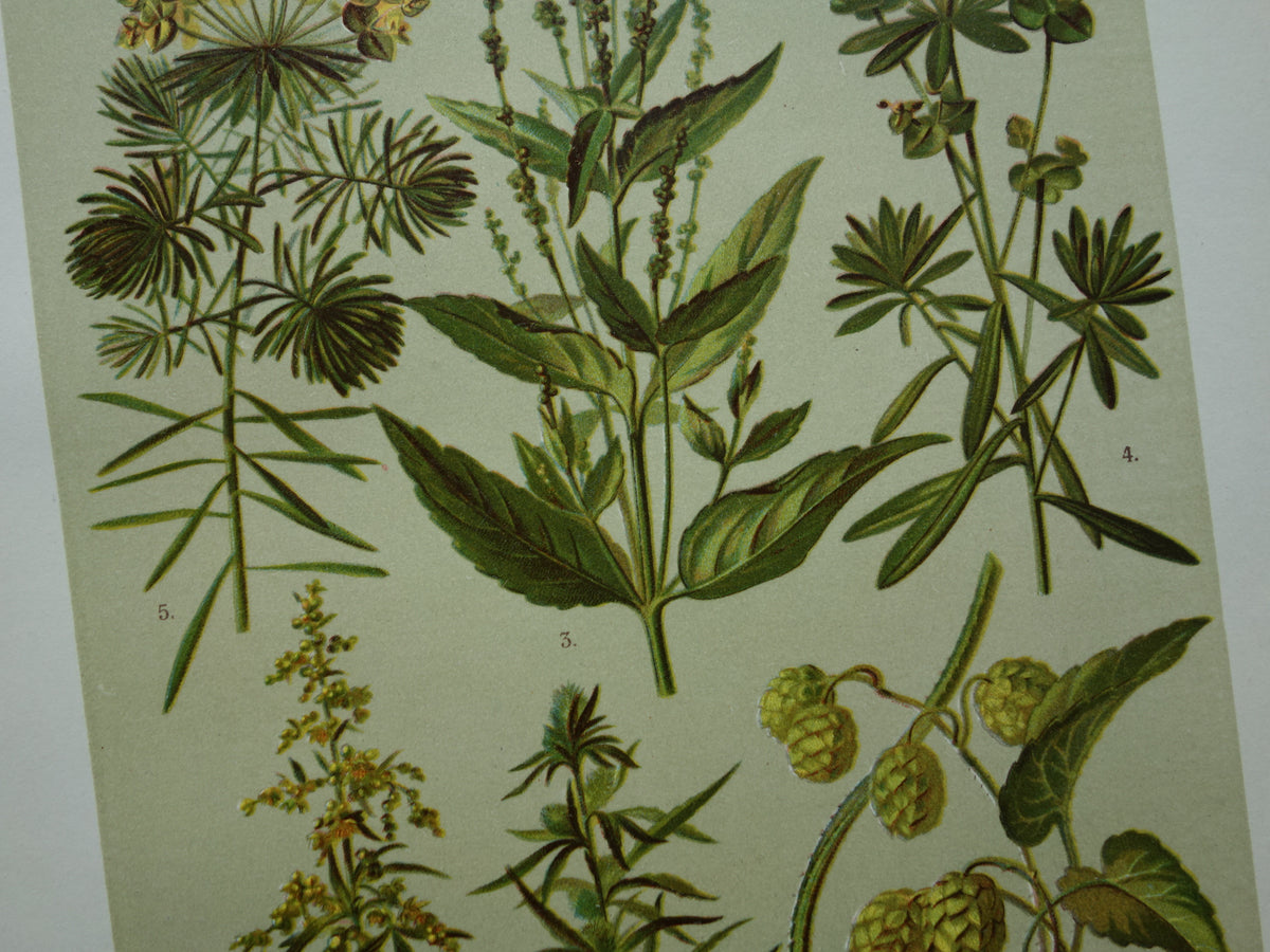 CANNABIS Oude botanische prent van Hennep Cannabis Sativa Hop planten uit 1911 originele antieke illustratie