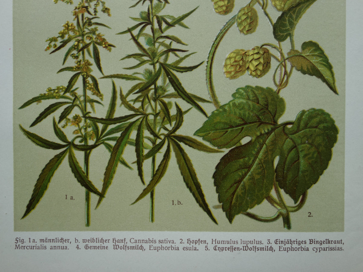 CANNABIS Oude botanische prent van Hennep Cannabis Sativa Hop planten uit 1911 originele antieke illustratie