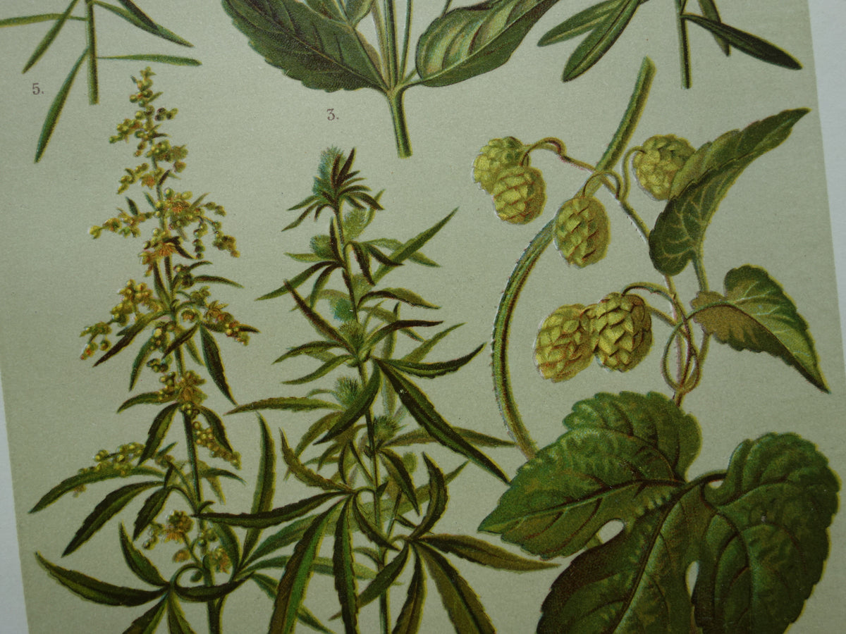 CANNABIS Oude botanische prent van Hennep Cannabis Sativa Hop planten uit 1911 originele antieke illustratie