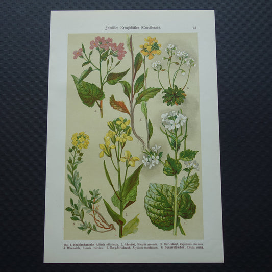 Oude botanische prent van witte en gele bloemen uit 1911 originele antieke illustratie botanie prenten bloem