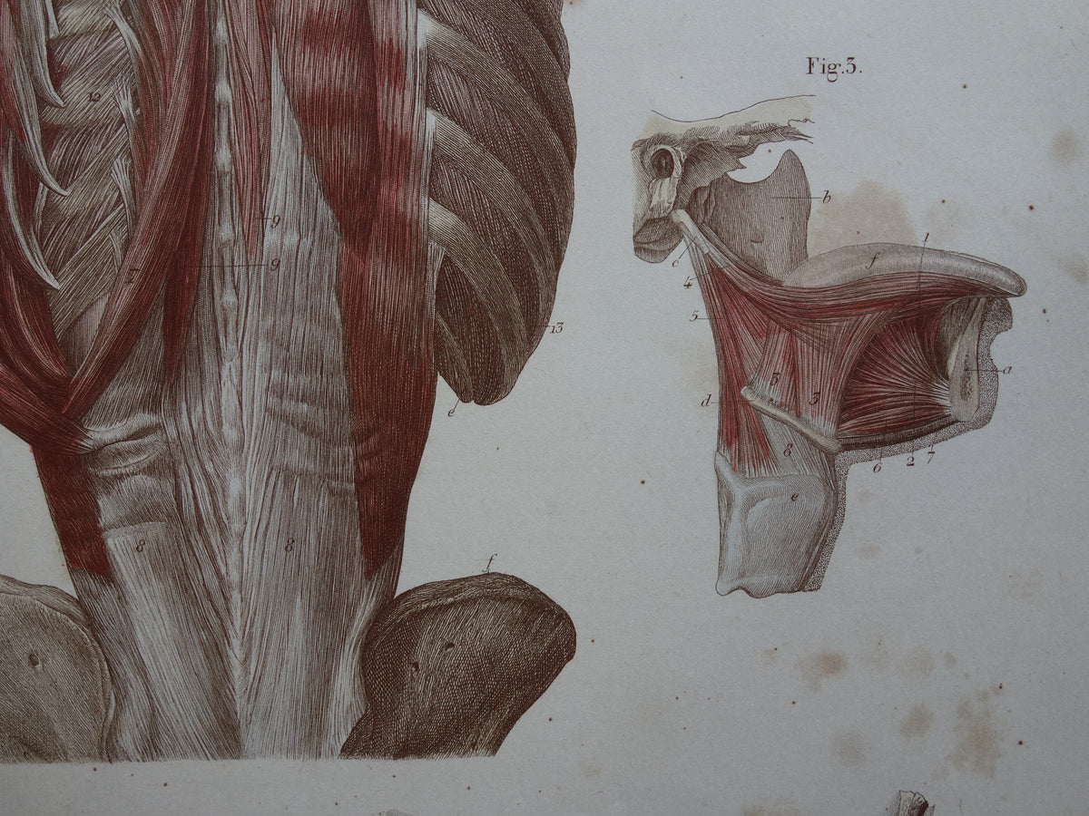 Spieren Oude anatomie print 1871 Kaakspieren Nekspieren Rugspieren Antieke prent Vintage anatomische illustratie Nek Kaak Rug