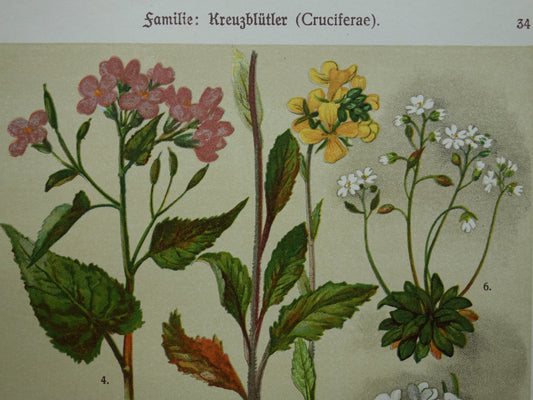 Oude botanische prent van witte en gele bloemen uit 1911 originele antieke illustratie botanie prenten bloem