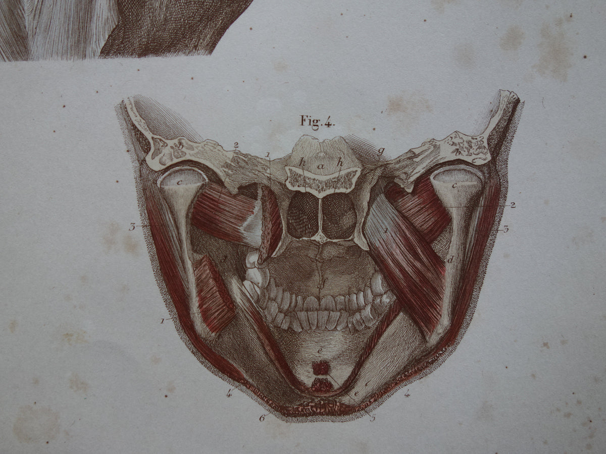 Spieren Oude anatomie print 1871 Kaakspieren Nekspieren Rugspieren Antieke prent Vintage anatomische illustratie Nek Kaak Rug
