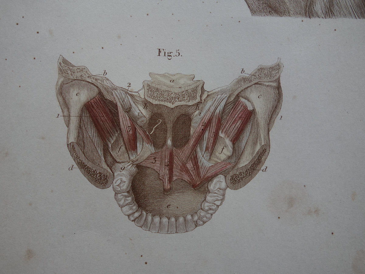 Spieren Oude anatomie print 1871 Kaakspieren Nekspieren Rugspieren Antieke prent Vintage anatomische illustratie Nek Kaak Rug
