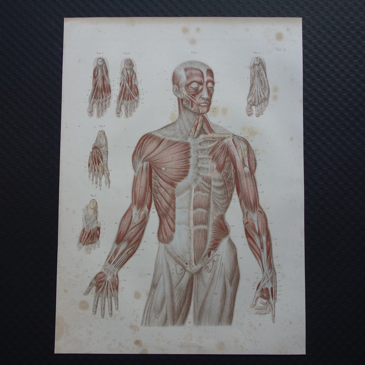 Spieren Oude anatomie print 1871 Torso Voet Voeten Antieke prent Vintage anatomische illustratie Spier