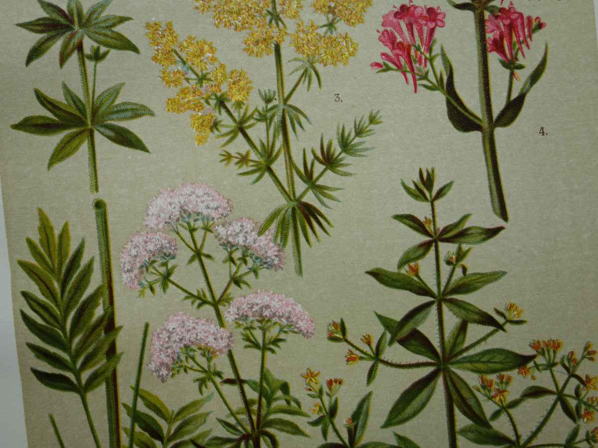 VALERIAAN Oude botanische prent 1911 originele antieke illustratie Geel Walstro botanie prenten bloemen