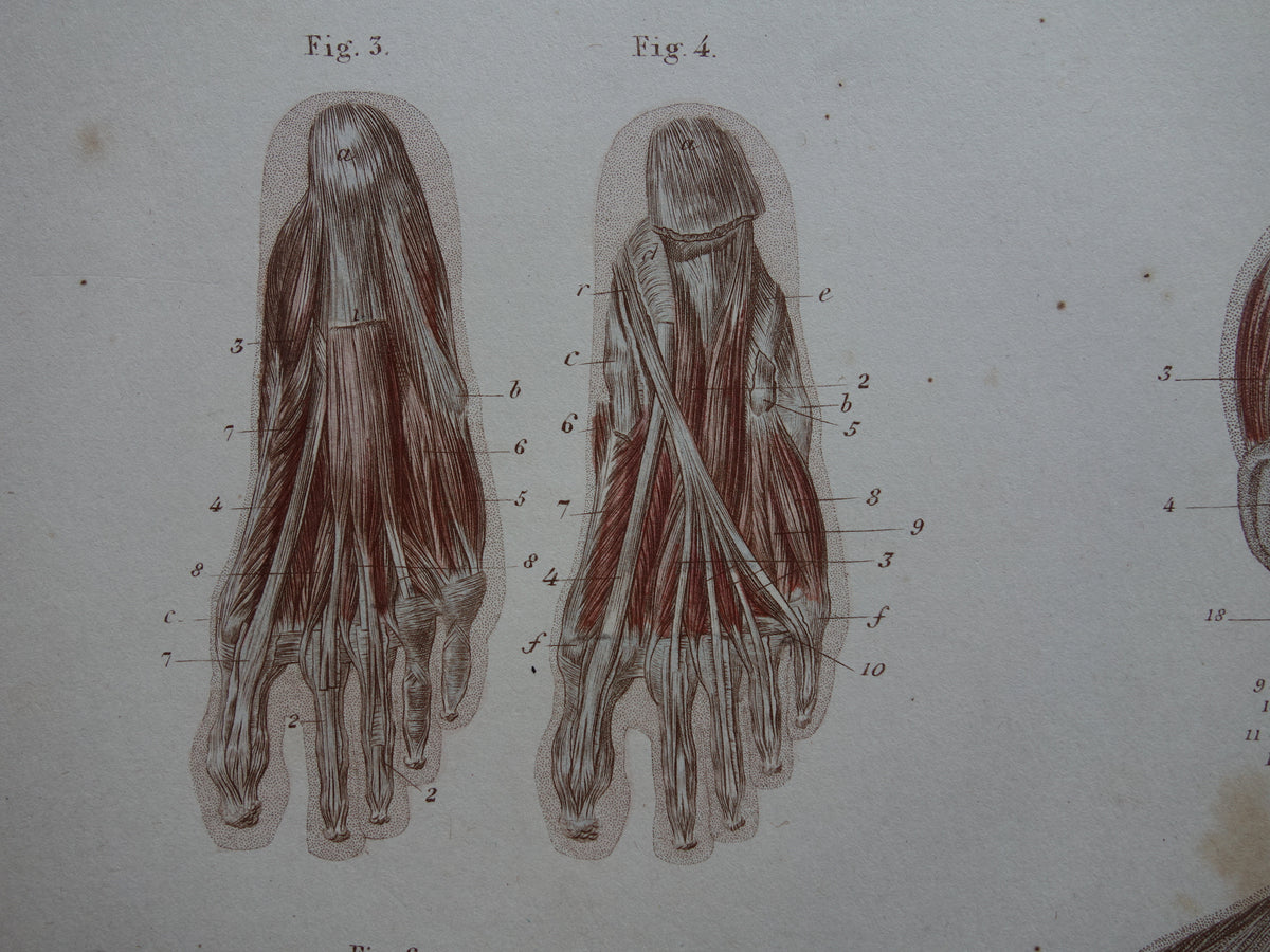 Muscles Old anatomy print 1871 Torso Foot Feet Antique print Vintage anatomical illustration Muscle