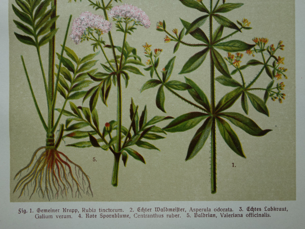 VALERIAAN Oude botanische prent 1911 originele antieke illustratie Geel Walstro botanie prenten bloemen