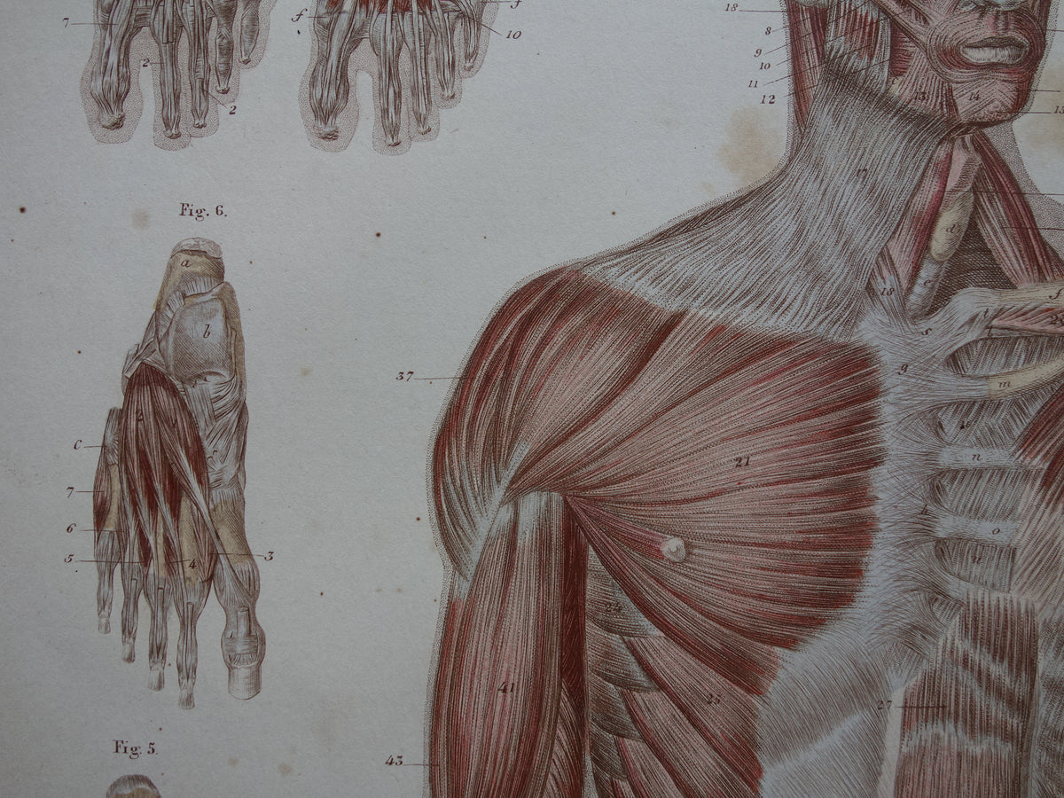 Muscles Old anatomy print 1871 Torso Foot Feet Antique print Vintage anatomical illustration Muscle