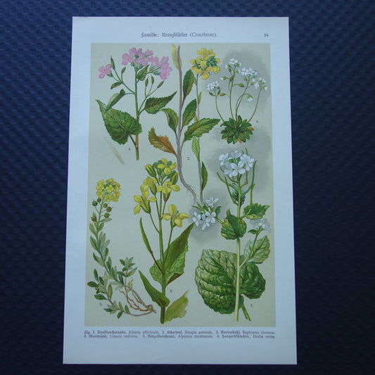 Oude botanische prent van witte en gele bloemen uit 1911 originele antieke illustratie botanie prenten bloem