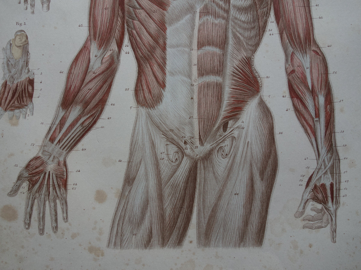 Muscles Old anatomy print 1871 Torso Foot Feet Antique print Vintage anatomical illustration Muscle