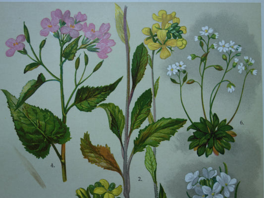 Oude botanische prent van witte en gele bloemen uit 1911 originele antieke illustratie botanie prenten bloem