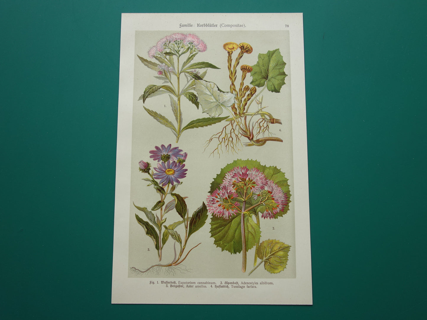 Oude botanische prent Koninginnekruid Klein hoefblad uit 1911 originele antieke illustratie roze bloemen botanie prenten bloem