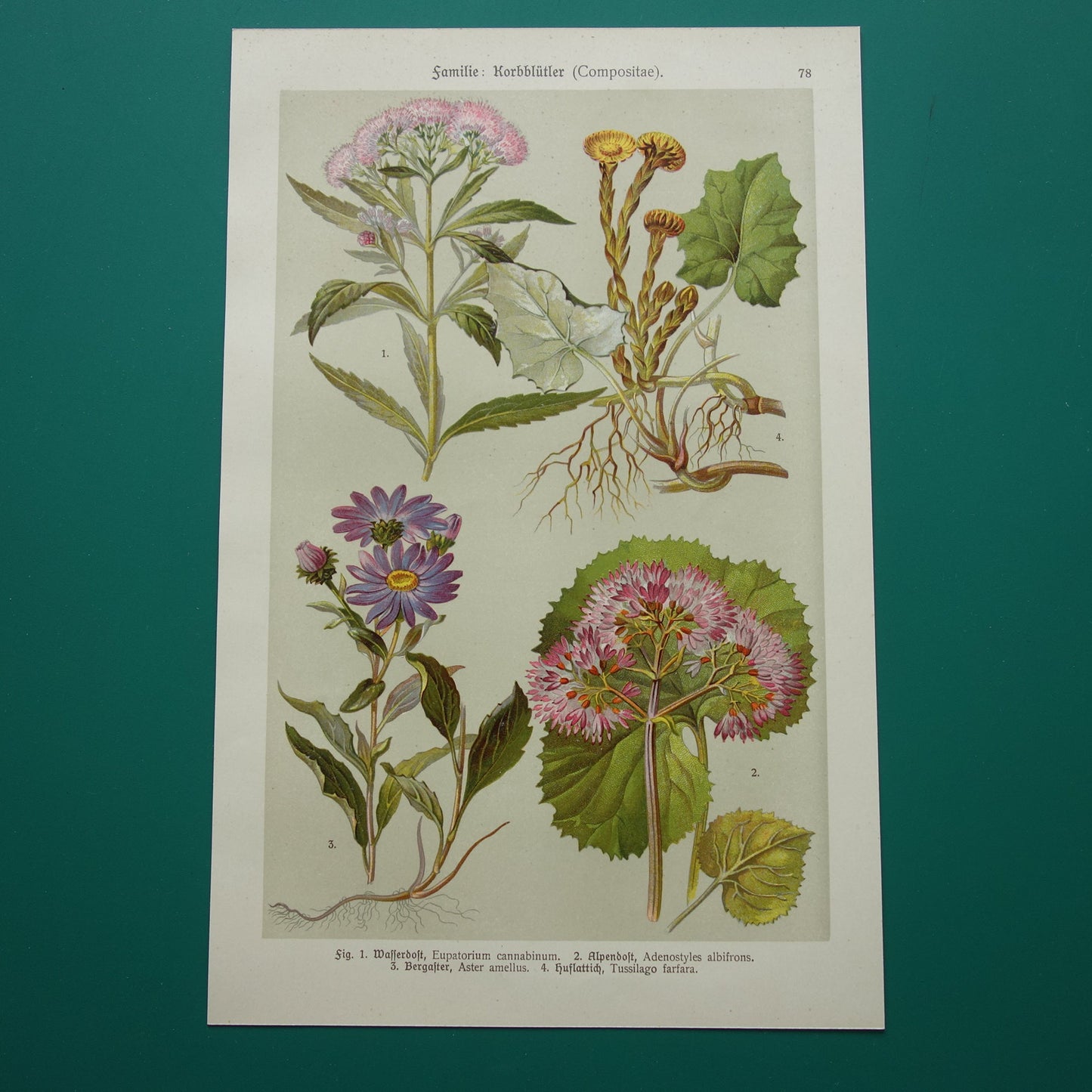 Oude botanische prent Koninginnekruid Klein hoefblad uit 1911 originele antieke illustratie roze bloemen botanie prenten bloem