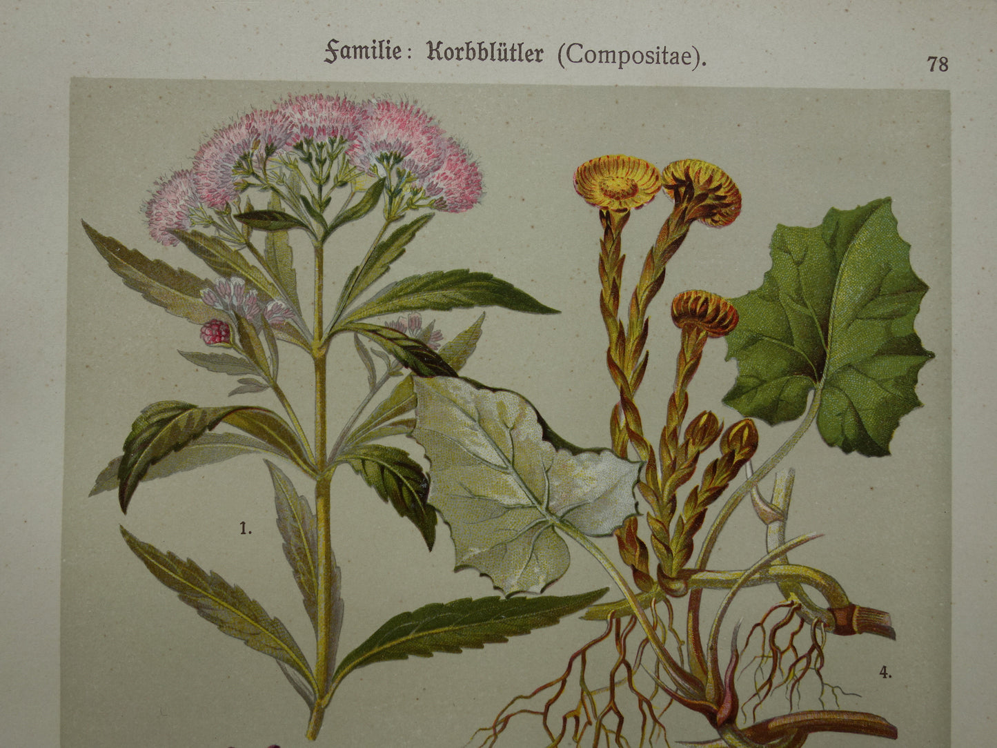 Koninginnekruid en Klein hoefblad