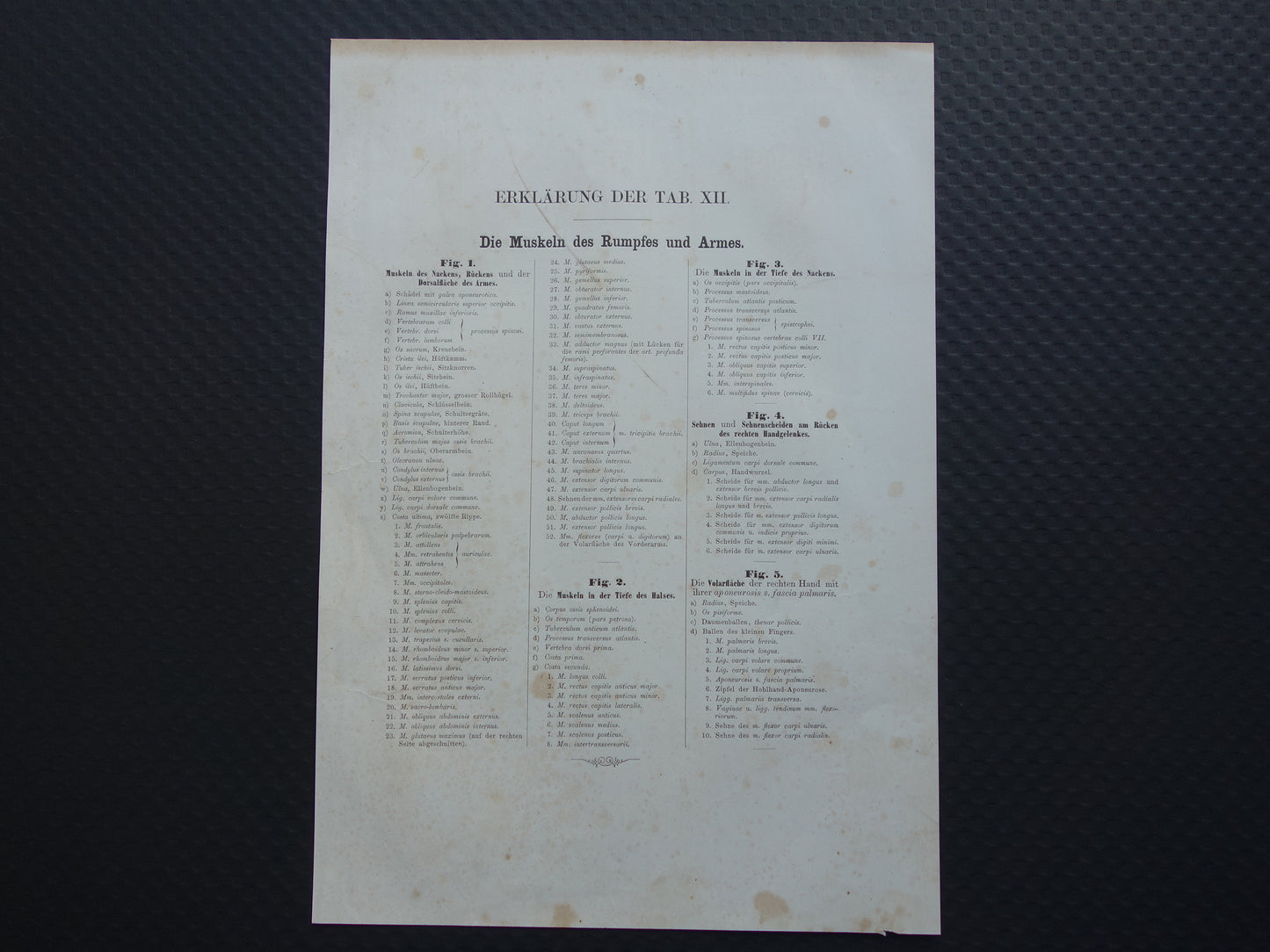 Antiker Anatomie-Druck, Rückenmuskulatur, 1871, Rumpf, Hals, antiker Druck, Vintage-anatomische Illustration, Rückenmuskulatur
