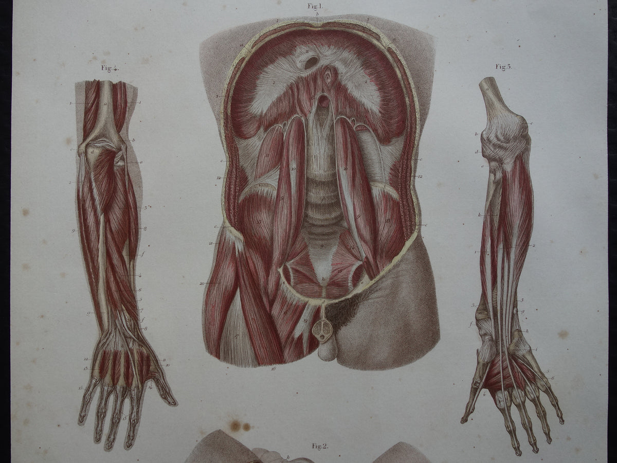 Oude anatomie print buikspieren bekkenbodemspieren 1871 Antieke prent Vintage anatomische illustratie armspieren