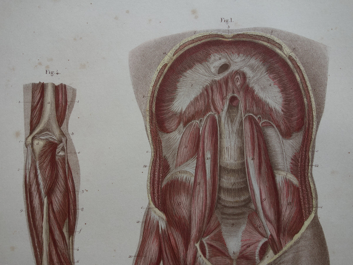 Oude anatomie print buikspieren bekkenbodemspieren 1871 Antieke prent Vintage anatomische illustratie armspieren