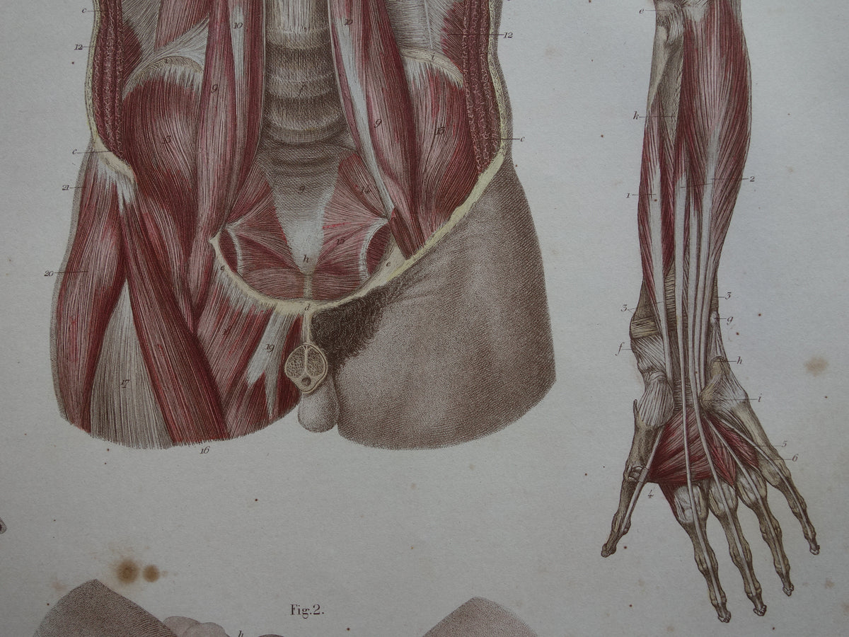 Oude anatomie print buikspieren bekkenbodemspieren 1871 Antieke prent Vintage anatomische illustratie armspieren