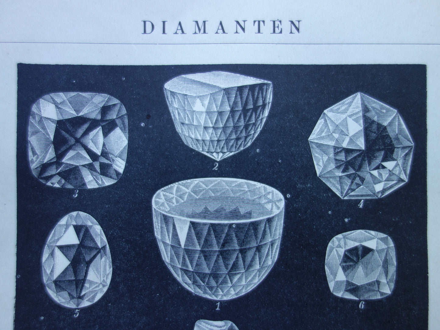 Antiker Druck der Vintagen Druckpapageienart von Vögeln von 1912 Ursprüngliche alte Papageienillustration - alte Faunadrucke