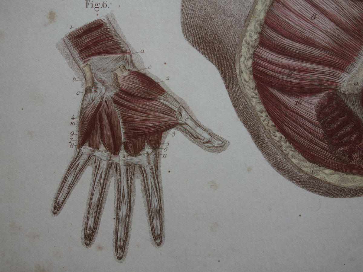 Oude anatomie print buikspieren bekkenbodemspieren 1871 Antieke prent Vintage anatomische illustratie armspieren