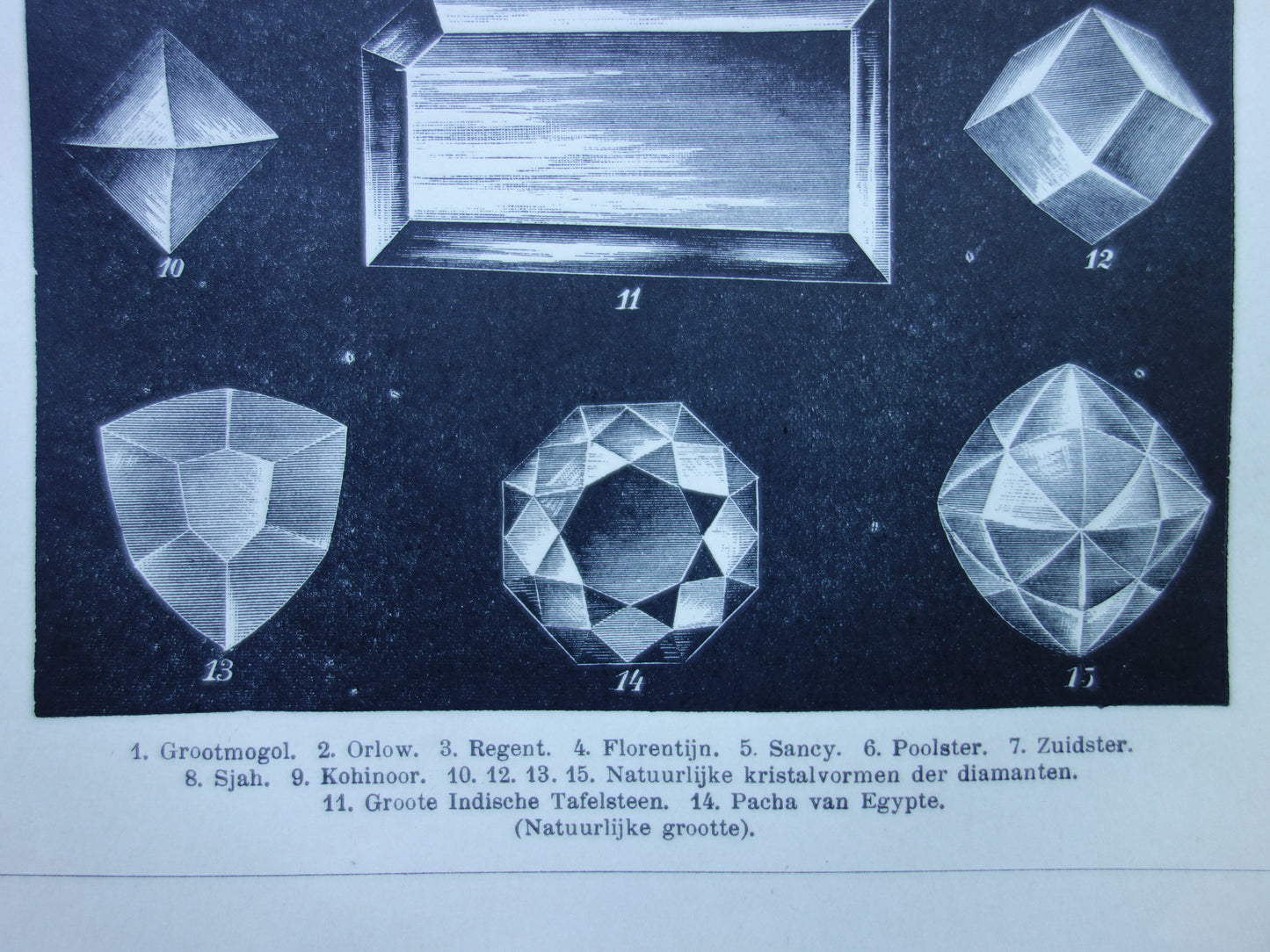 Antiker Druck der Vintagen Druckpapageienart von Vögeln von 1912 Ursprüngliche alte Papageienillustration - alte Faunadrucke