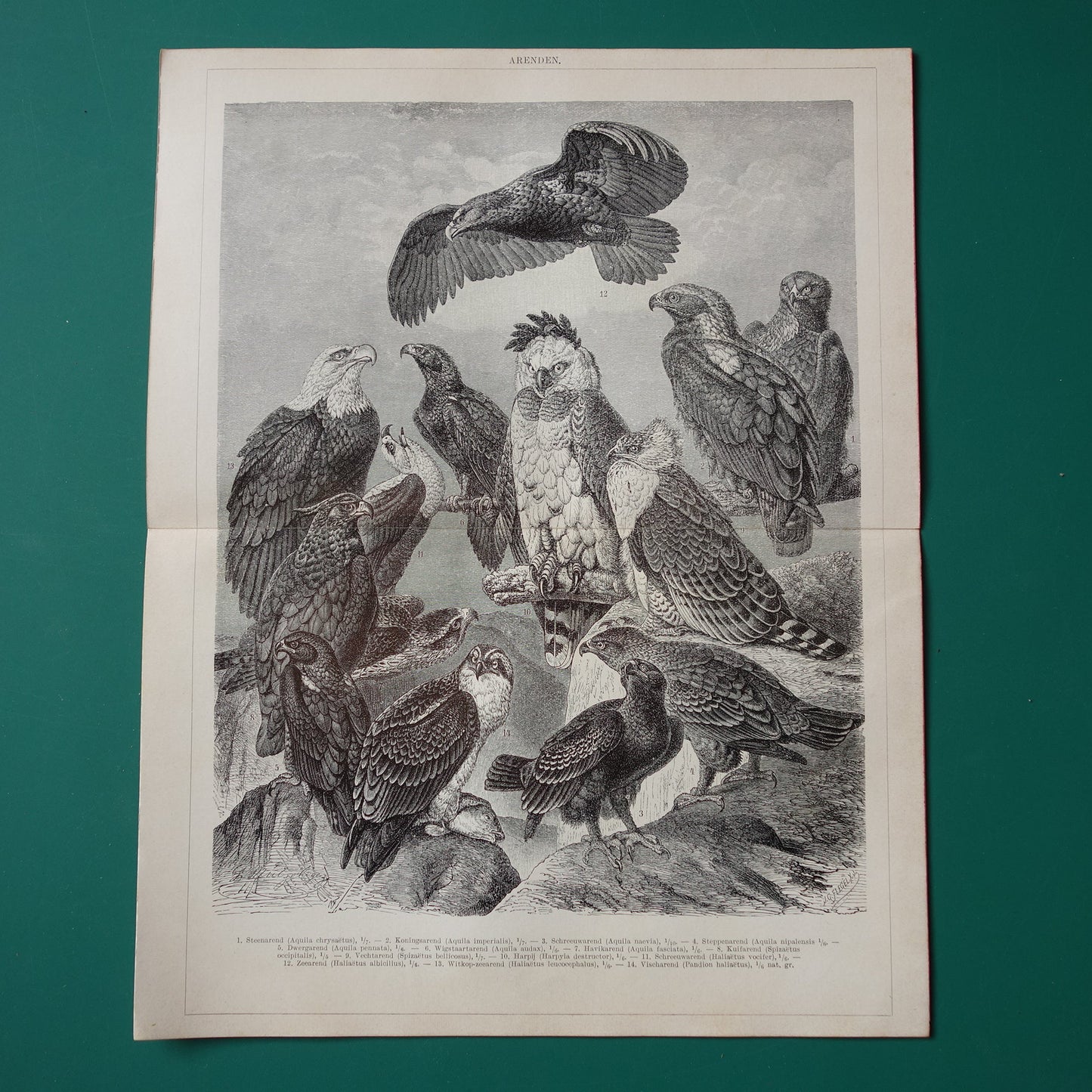 Adelaar vintage illustratie