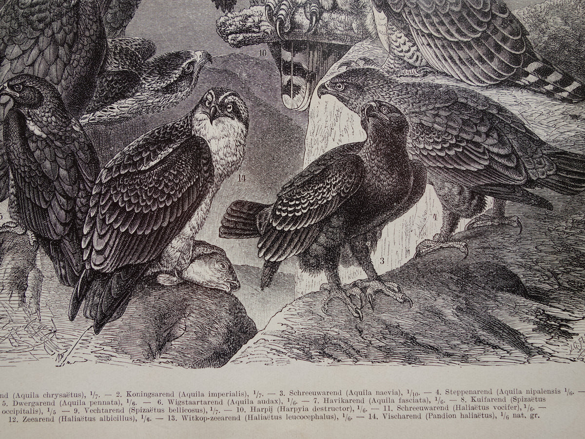 Alter Druck einer antiken Adler-Vogelillustration