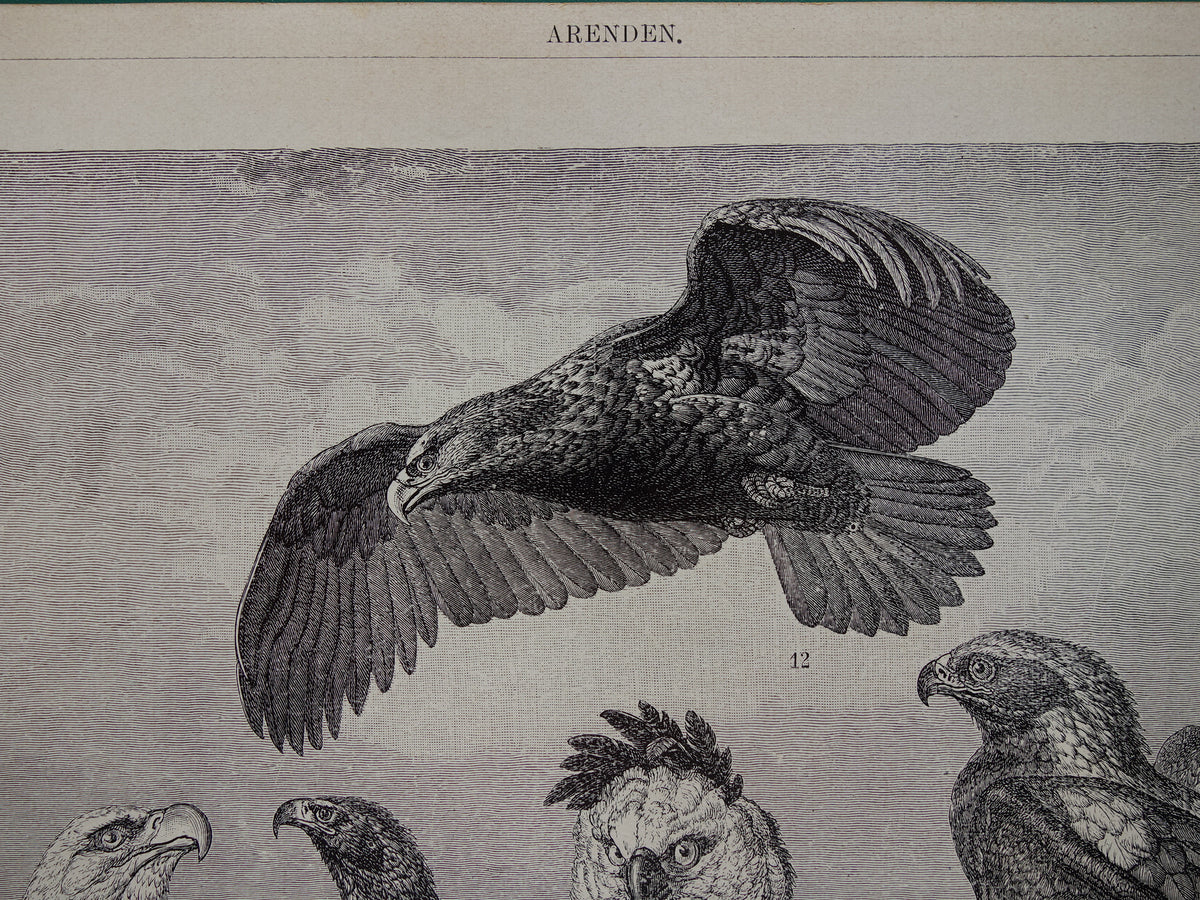 Alter Druck einer antiken Adler-Vogelillustration