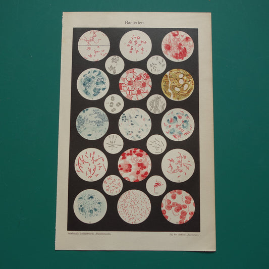 BACTERIE Oude Nederlandse prent over bacteriën Antieke illustratie uit 1925