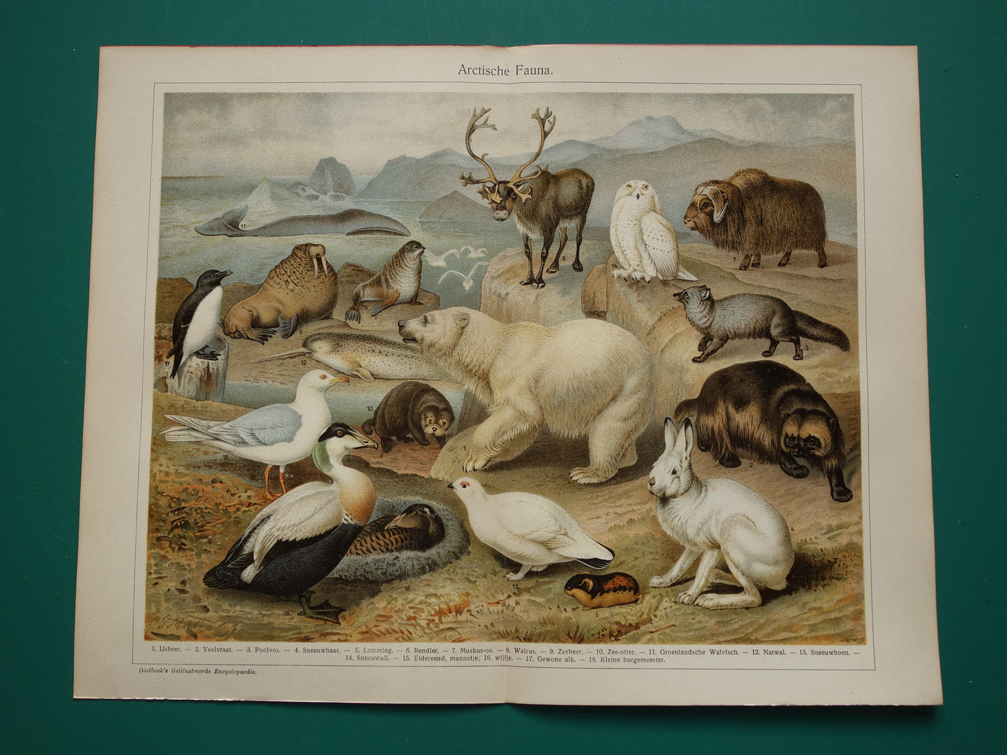 Old print of Polar Bear Narwhal Snowy Owl Walrus original antique animal illustration Arctic Fauna vintage print poster