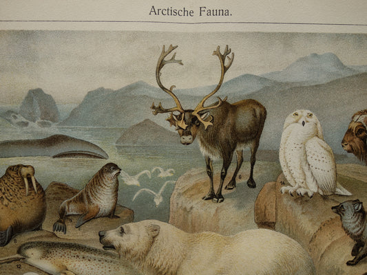 sneeuwuil vintage print