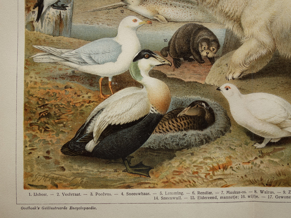 Oude prent van Ijsbeer Narwal Sneeuwuil Walrus originele antieke dieren illustratie Arctische Fauna vintage print poster