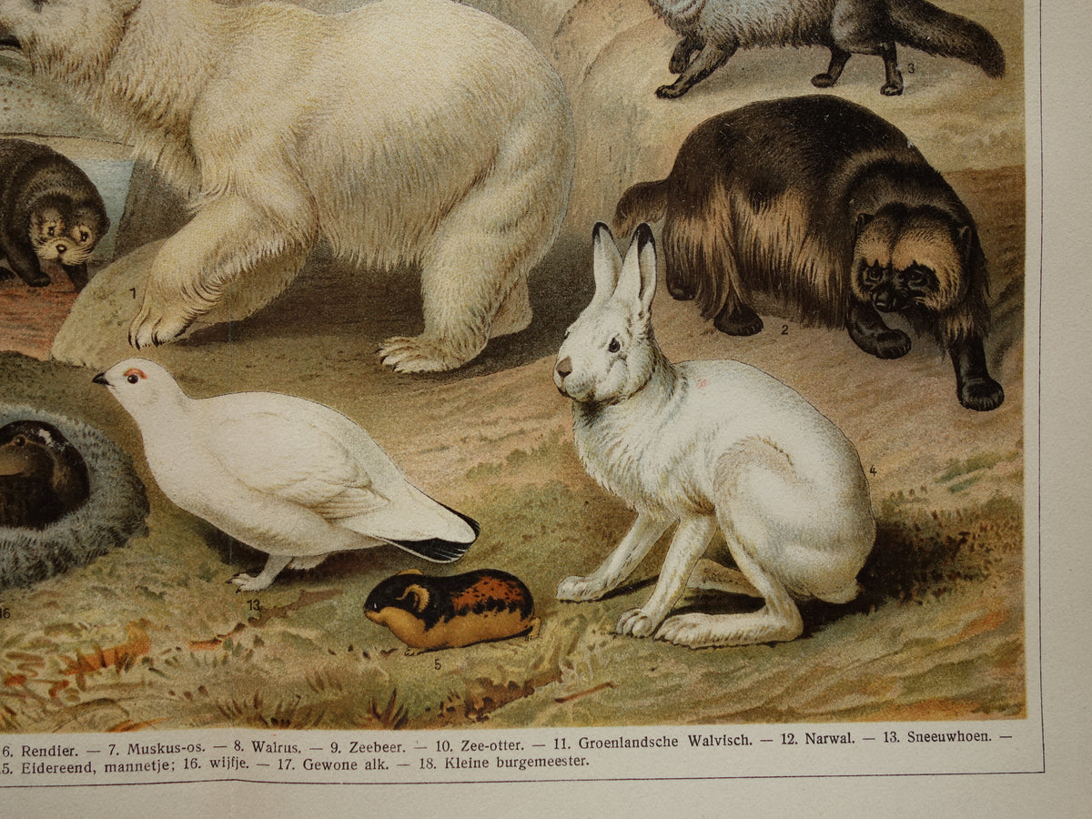 Oude prent van Ijsbeer Narwal Sneeuwuil Walrus originele antieke dieren illustratie Arctische Fauna vintage print poster