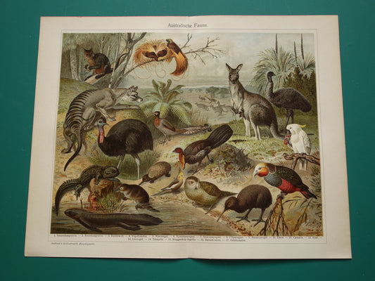 Oude prent van Kangoeroe Kiwi Papegaai originele antieke dieren illustratie Australische Fauna vintage print poster