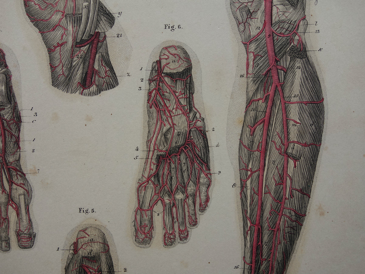 Oude anatomie print bloedvaten been voet 1871 Antieke prent slagaders benen voeten Vintage anatomische illustratie