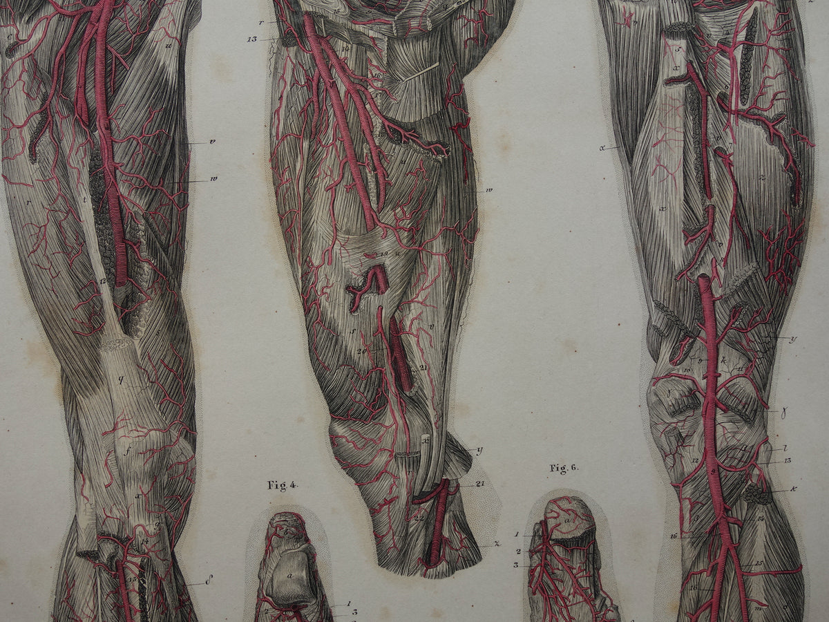 Oude anatomie print bloedvaten been voet 1871 Antieke prent slagaders benen voeten Vintage anatomische illustratie