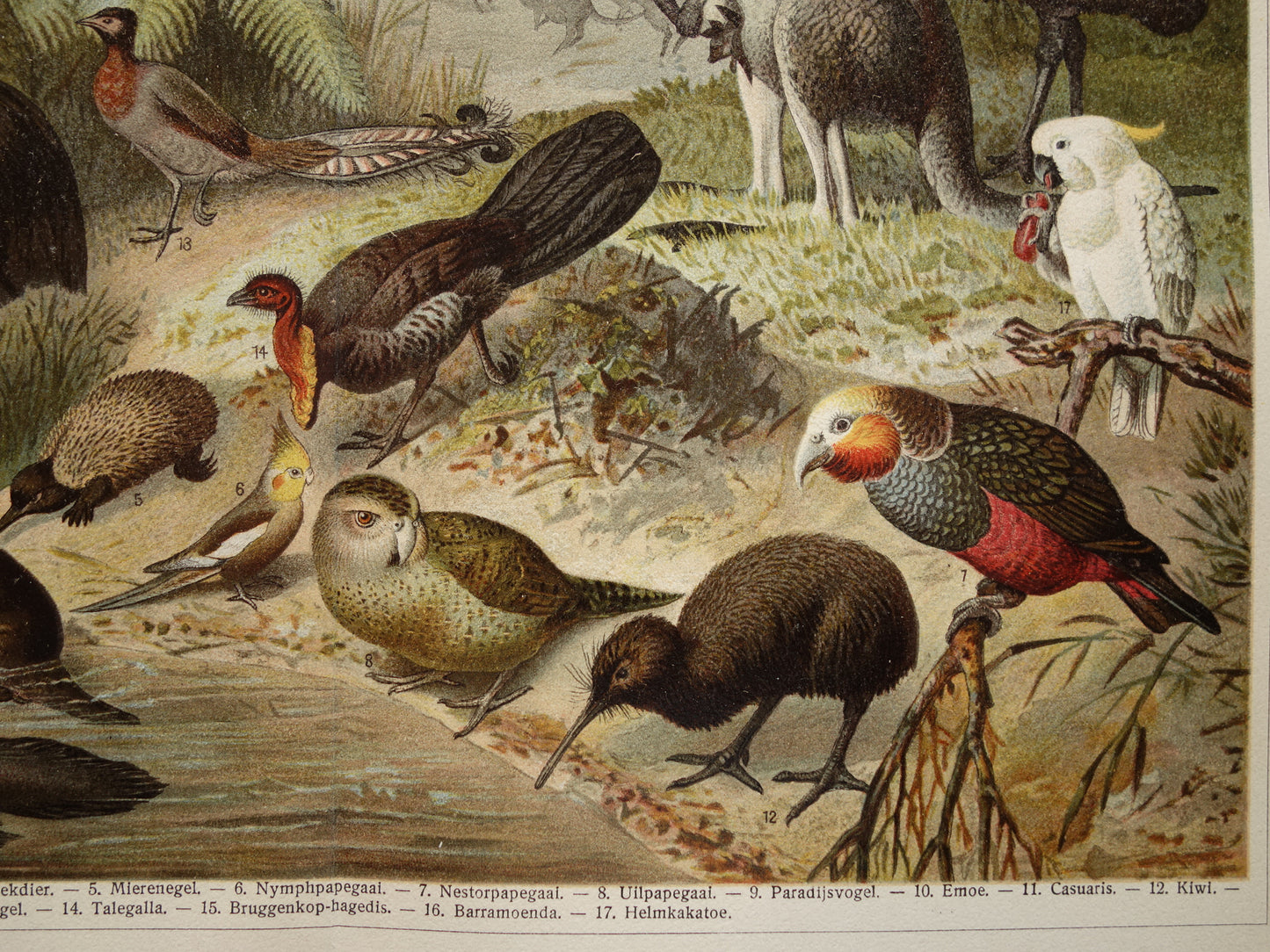 Old print of Kangaroo Kiwi Parrot original antique animal illustration Australian Fauna vintage print poster