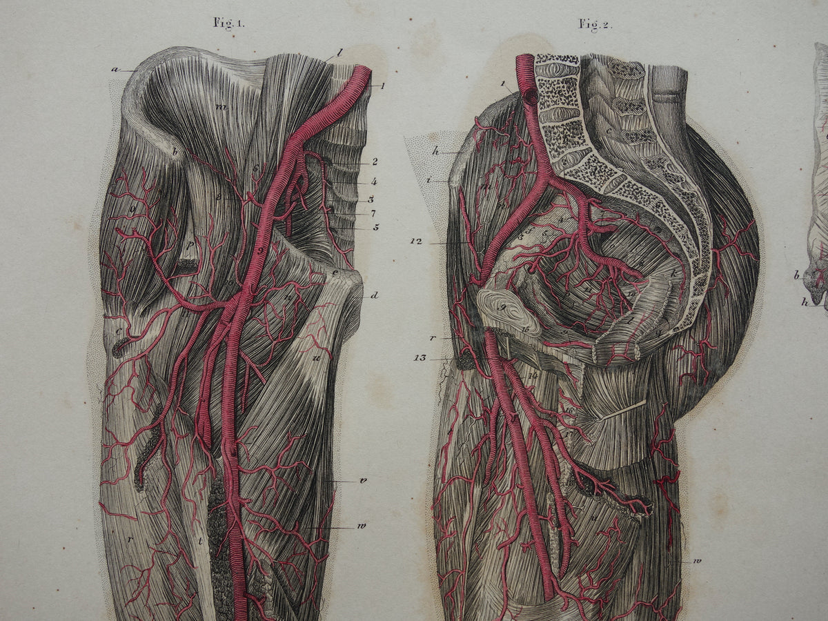 Oude anatomie print bloedvaten been voet 1871 Antieke prent slagaders benen voeten Vintage anatomische illustratie