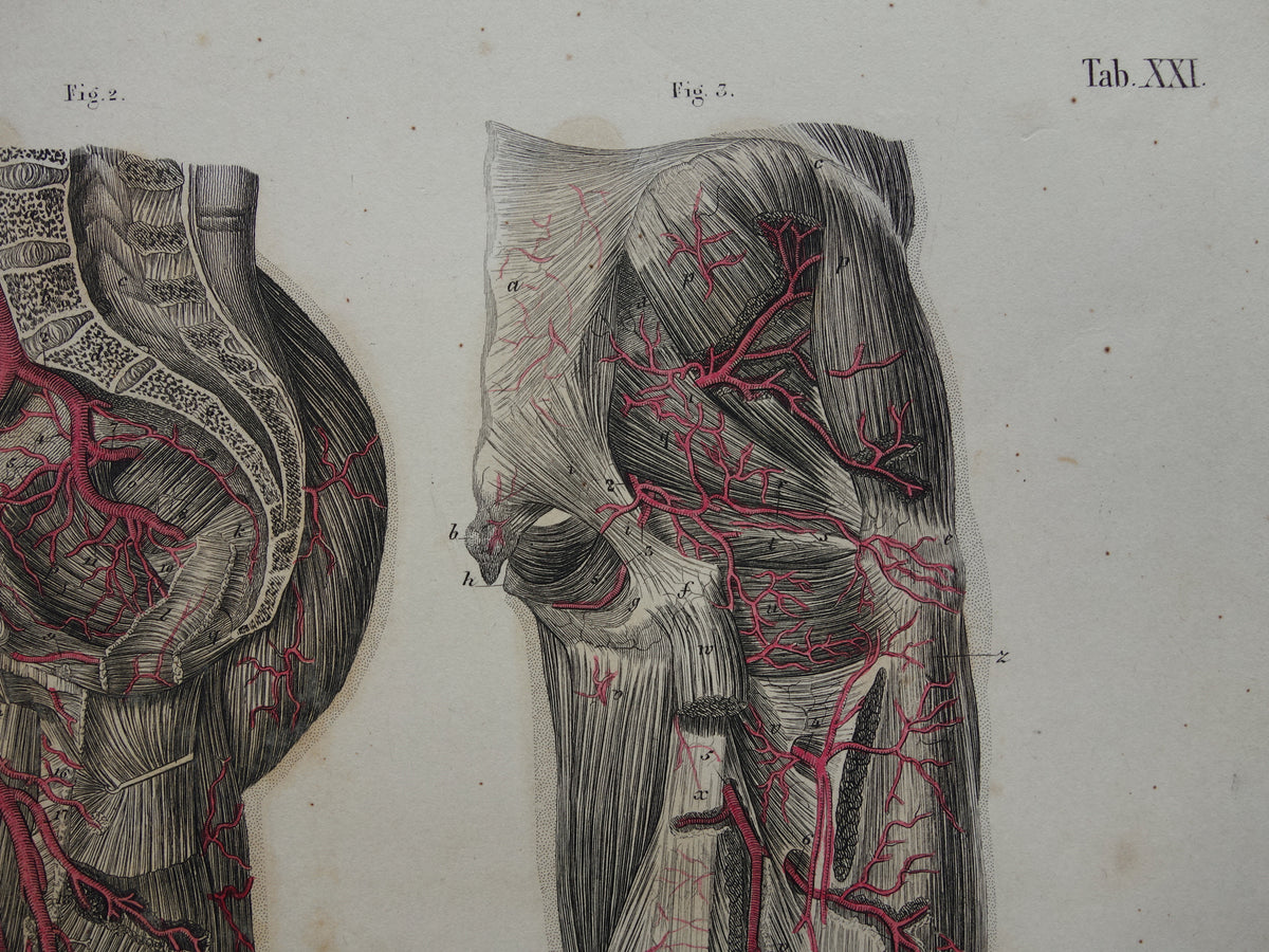 Oude anatomie print bloedvaten been voet 1871 Antieke prent slagaders benen voeten Vintage anatomische illustratie
