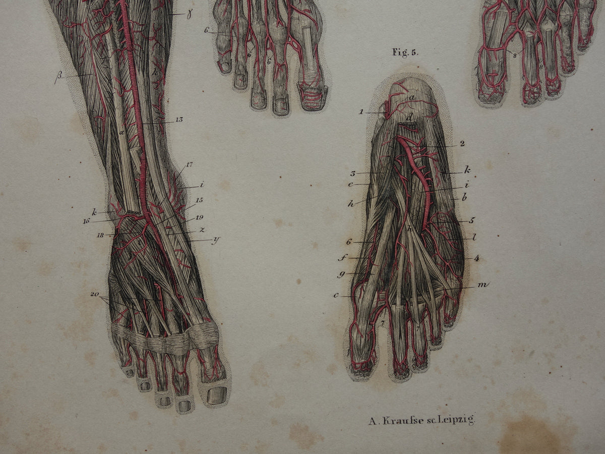Oude anatomie print bloedvaten been voet 1871 Antieke prent slagaders benen voeten Vintage anatomische illustratie