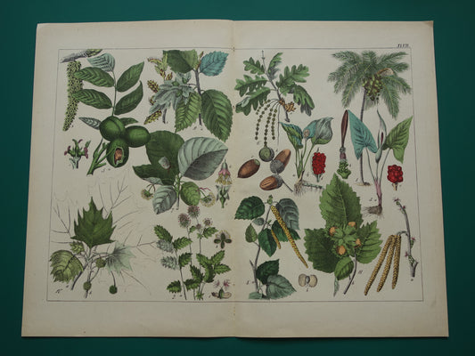 150+ Jaar Oude Botanische Prent met Walnoot Hazel Kokospalm Mooie Antieke Illustratie Decoratie Vintage Prints
