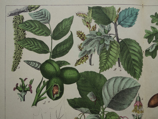 150+ Jaar Oude Botanische Prent met Walnoot Hazel Kokospalm Mooie Antieke Illustratie Decoratie Vintage Prints