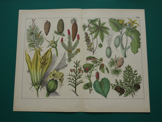 DENNENAPPEL Oude Botanische Prent 1874 Originele Antieke Illustratie Spar Lariks Planten Decoratie Vintage Prints