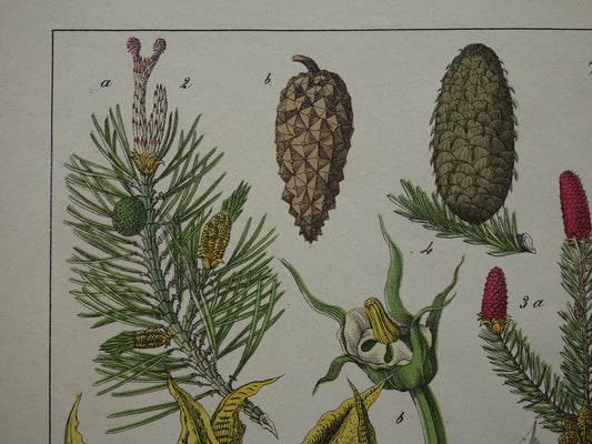 DENNENAPPEL Oude Botanische Prent 1874 Originele Antieke Illustratie Spar Lariks Planten Decoratie Vintage Prints