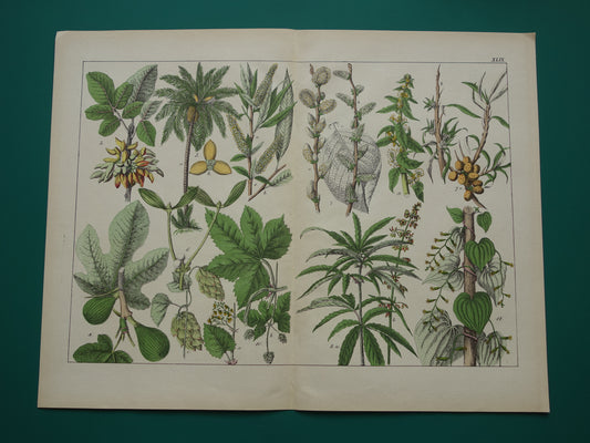 CANNABIS Oude Botanische Prent 1874 Originele Antieke Illustratie Dadelpalm Planten Spinazie Decoratie